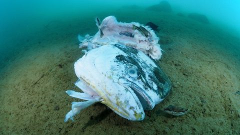 水中で見つけた命の残骸たち……海はゴミ箱ではないのです