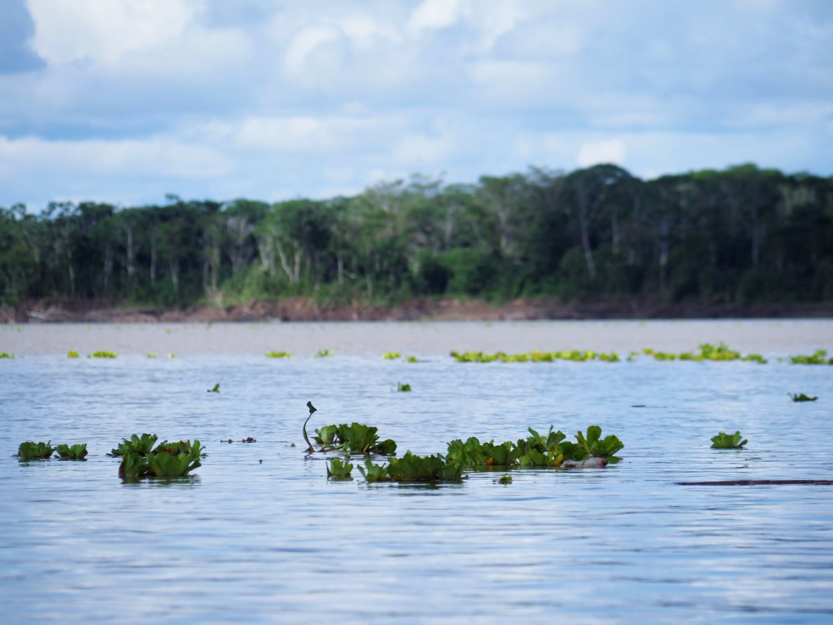 アマゾン川に浮かぶ浮草