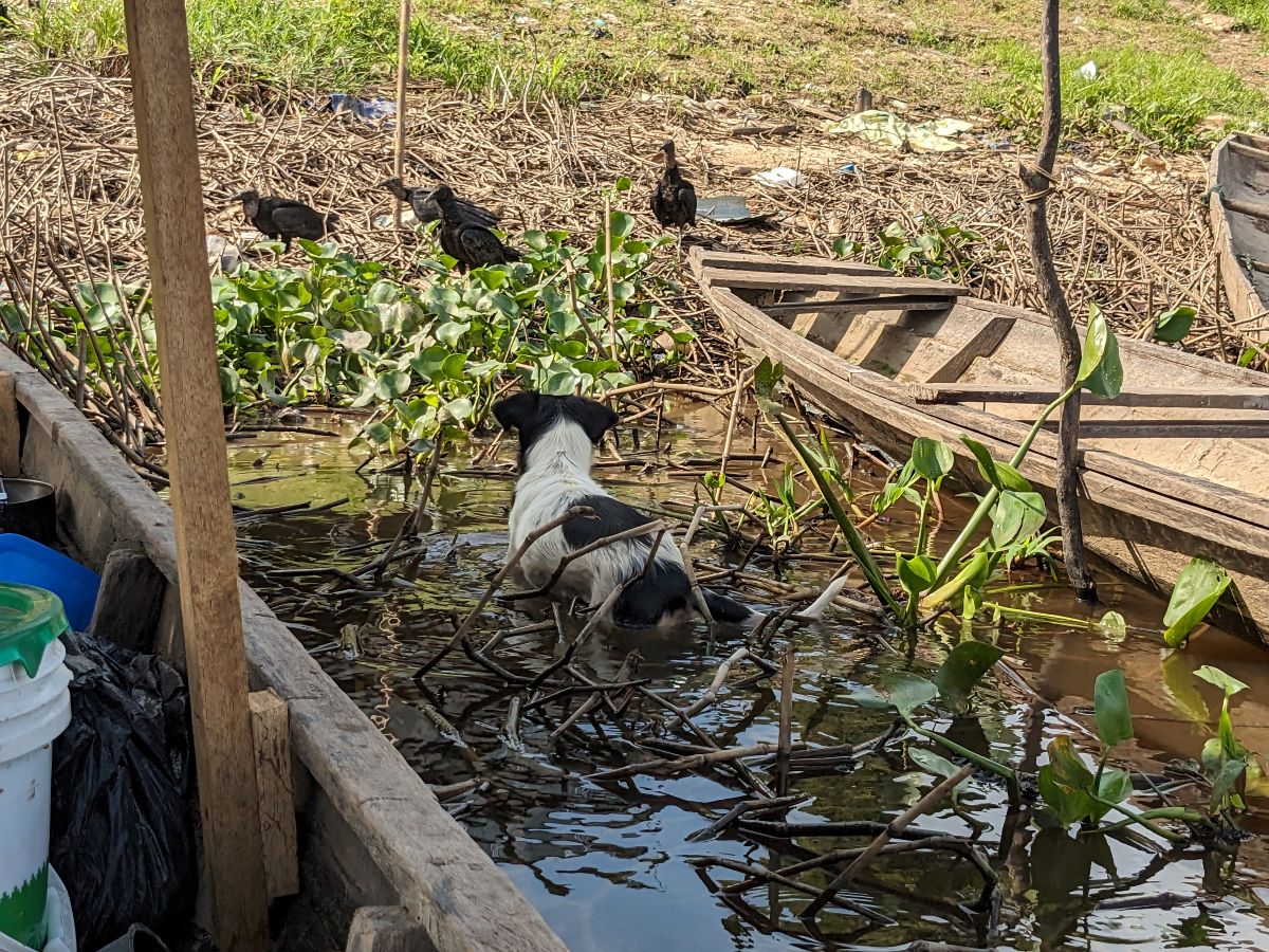 ゴミを漁る鳥と野良犬