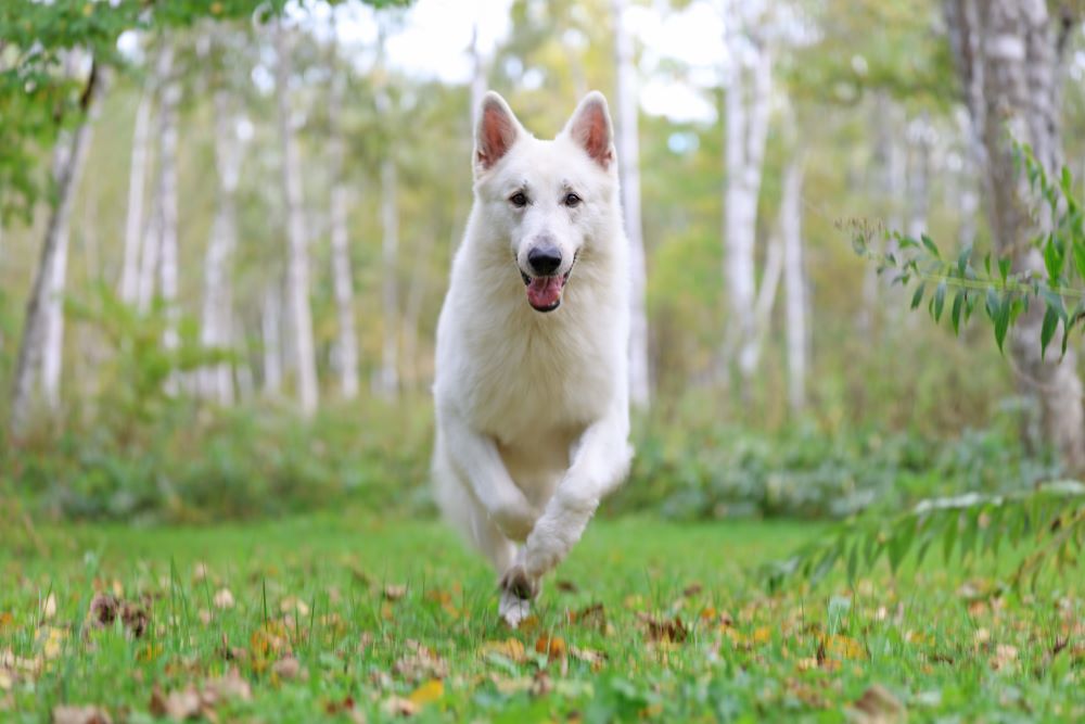 北海道犬連れキャンプ旅・後編〜目的地は白樺林のキャンプ場【災害救助 犬コアと家族の 日記 Vol.22】