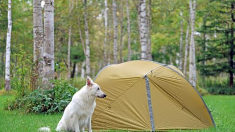 北海道犬連れキャンプ旅・後編〜目的地は白樺林のキャンプ場【災害救助 犬コアと家族の 日記 Vol.22】