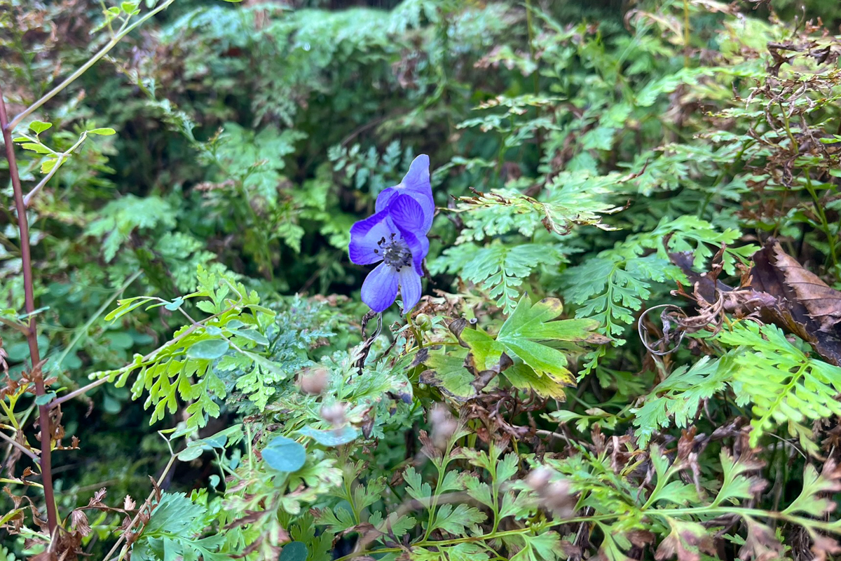 トリカブトの花