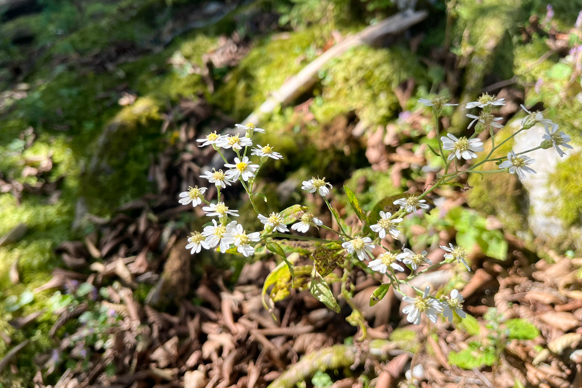 キク科の花