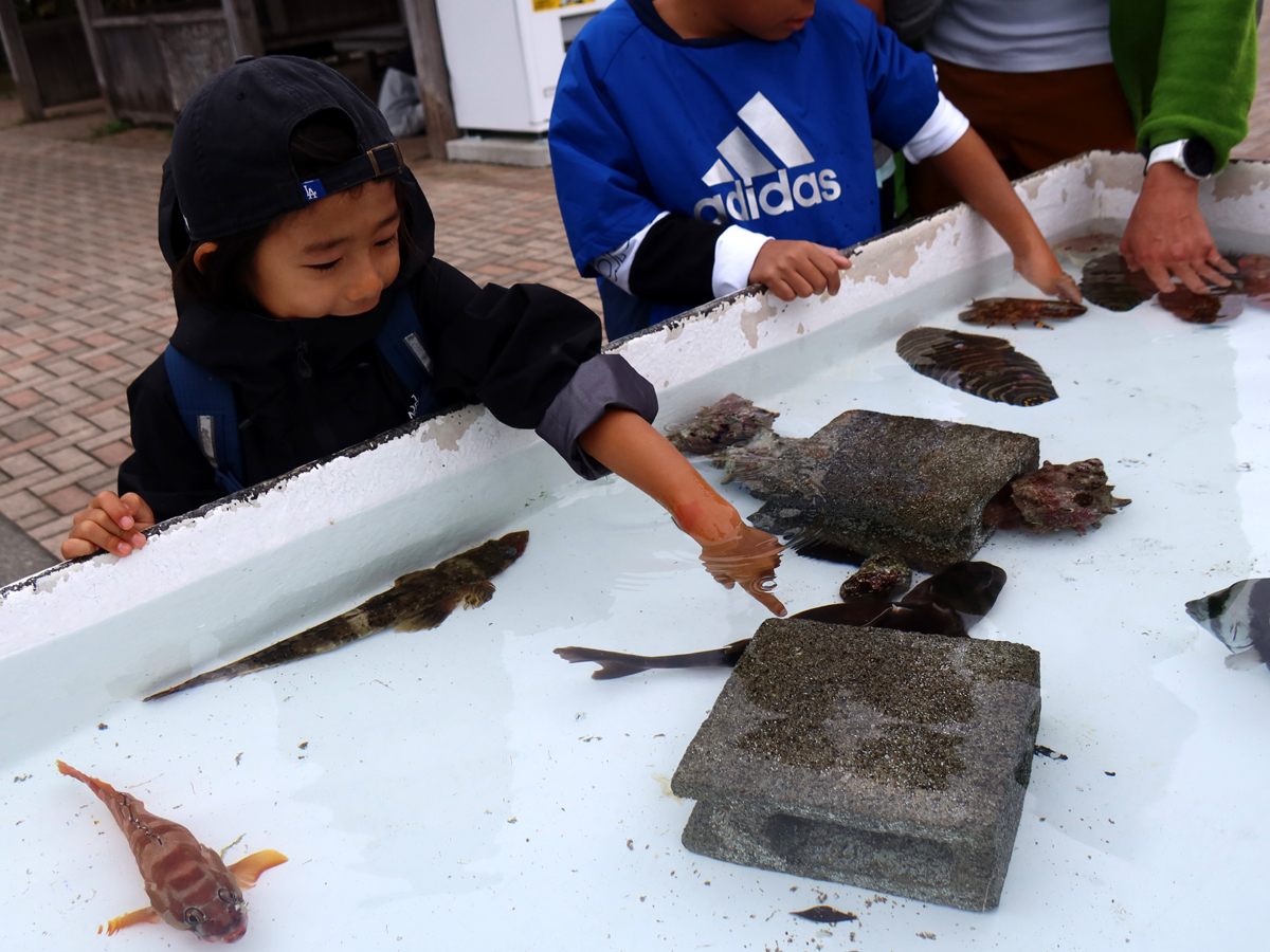 魚のタッチングプール