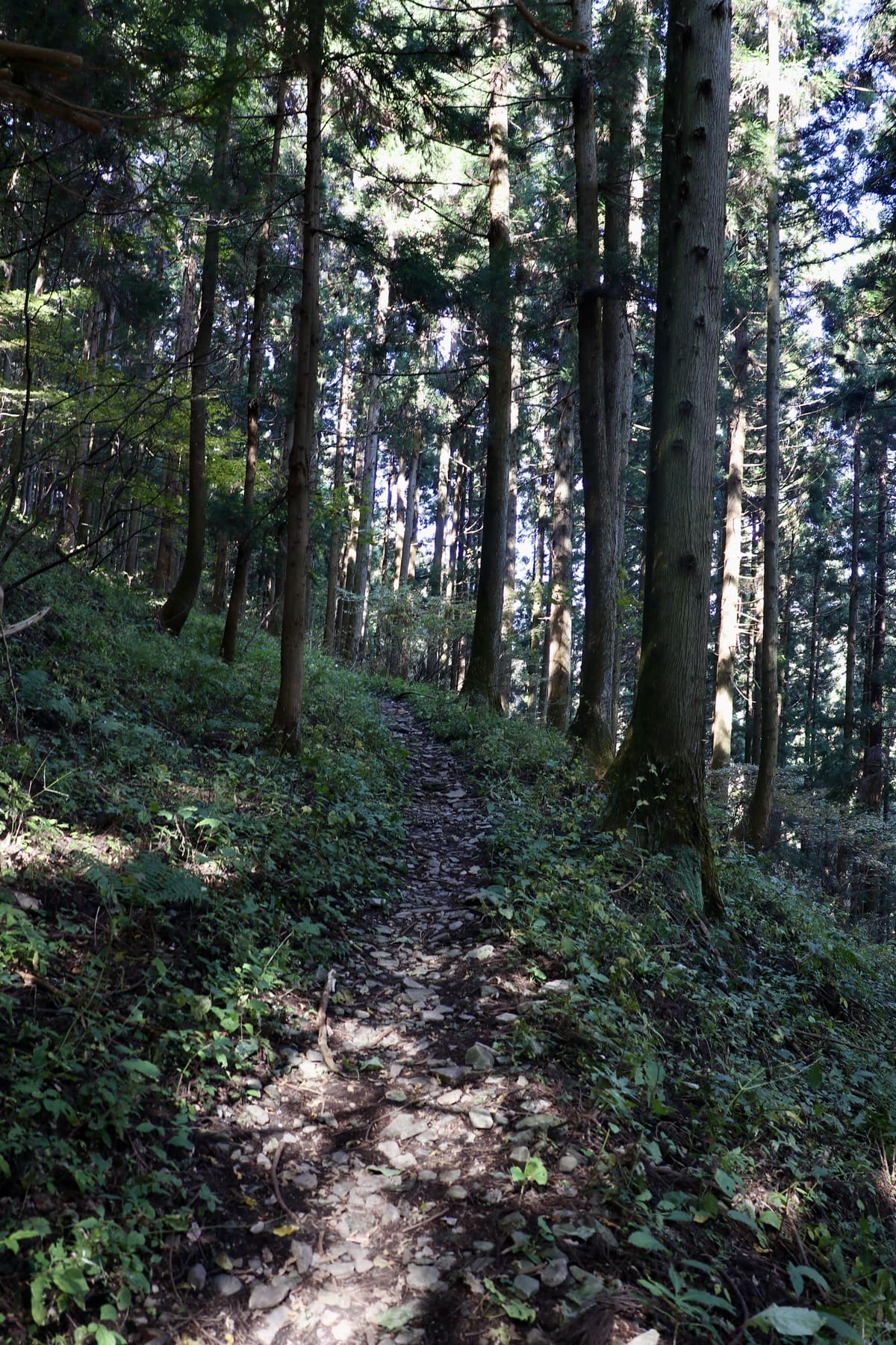 碓氷峠の山道（旧街道）