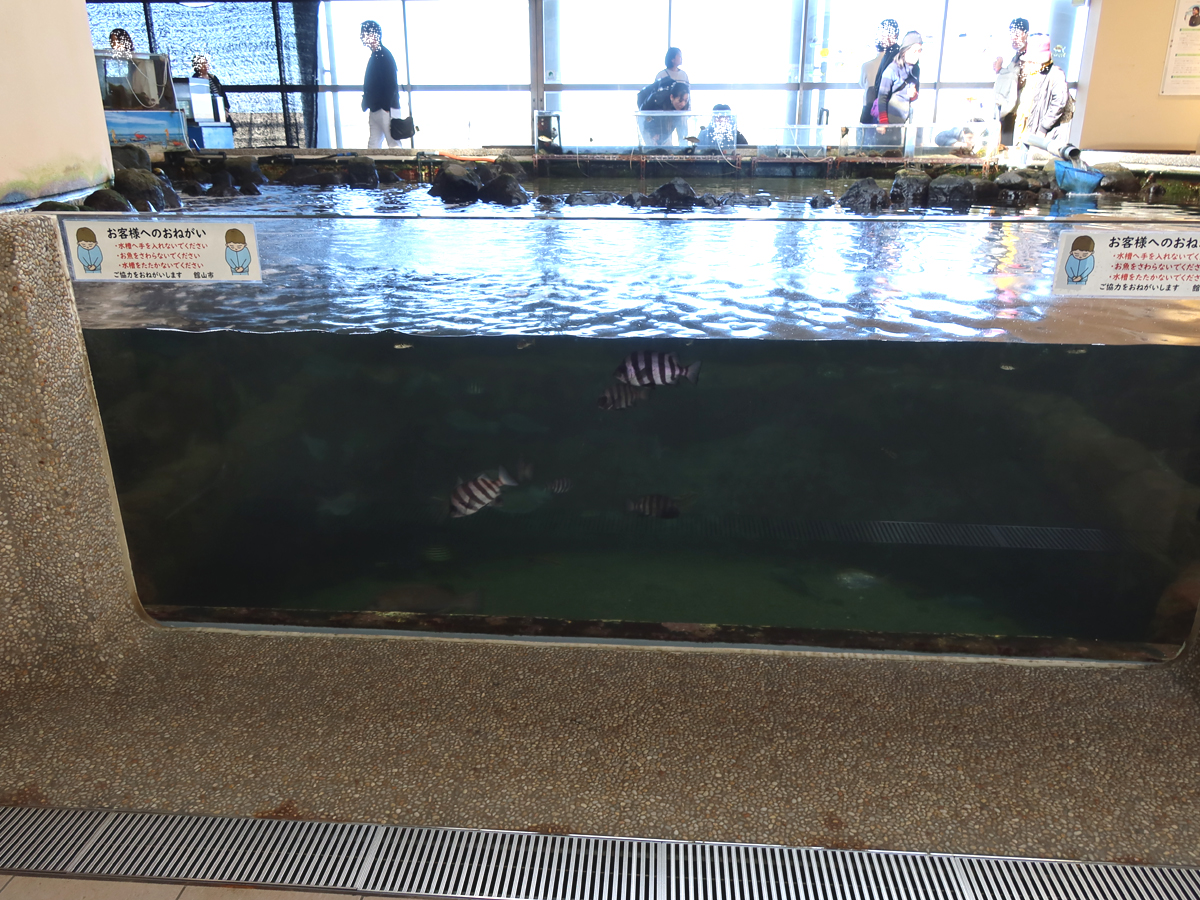 横のガラス面から水中を覗ける