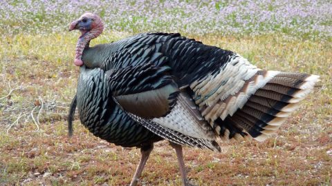 アメリカで感謝祭の食卓に欠かせない七面鳥とはどんな鳥？【動物ドッキリクイズ・その14】