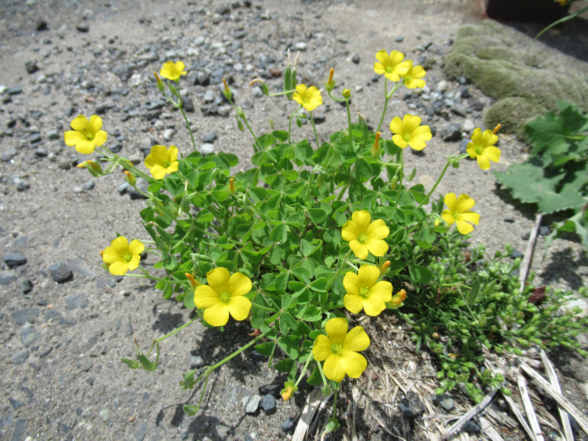 カタバミの花にはピンクや紫もある！クローバーとの違いも紹介