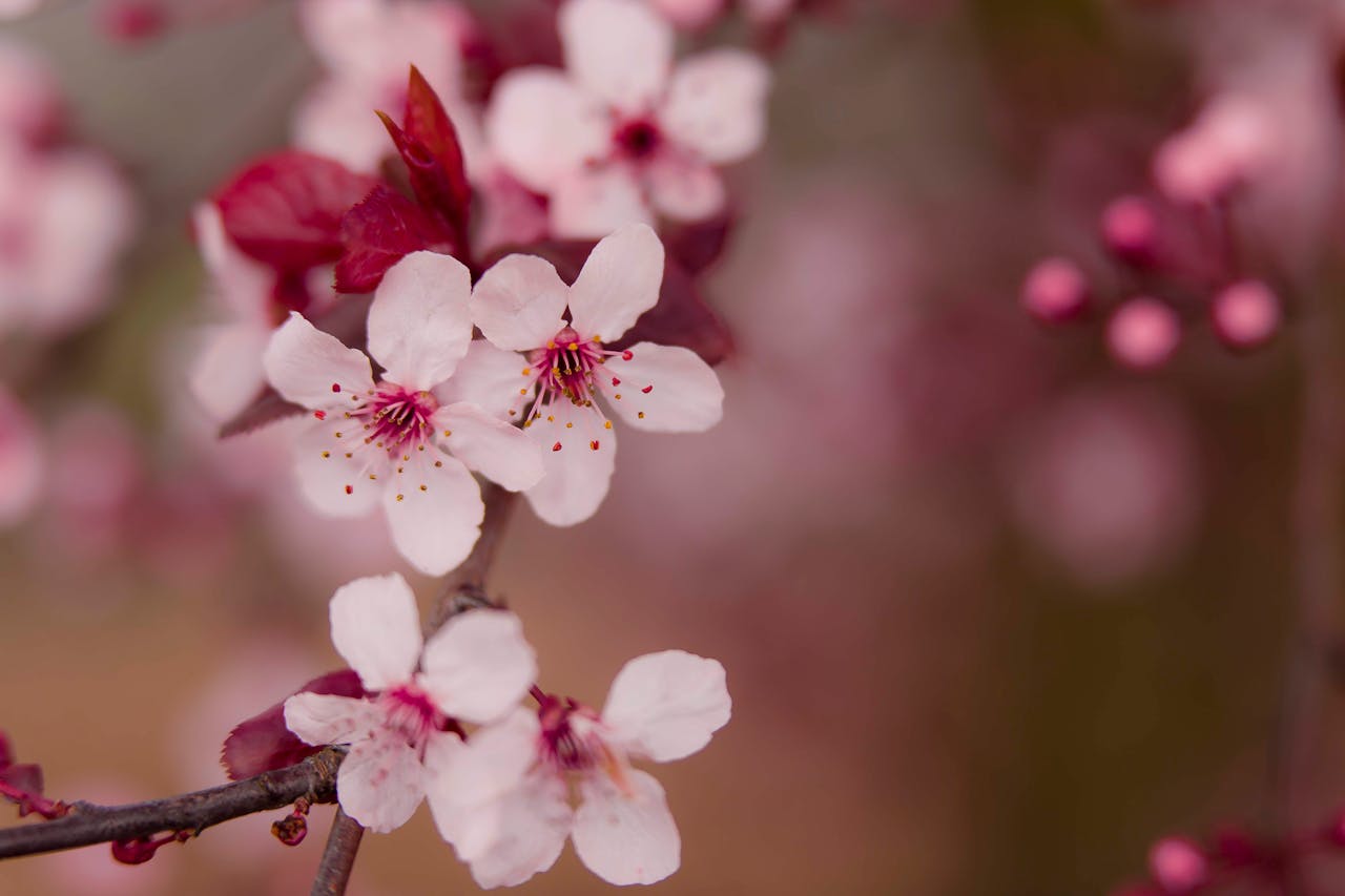 梅の花