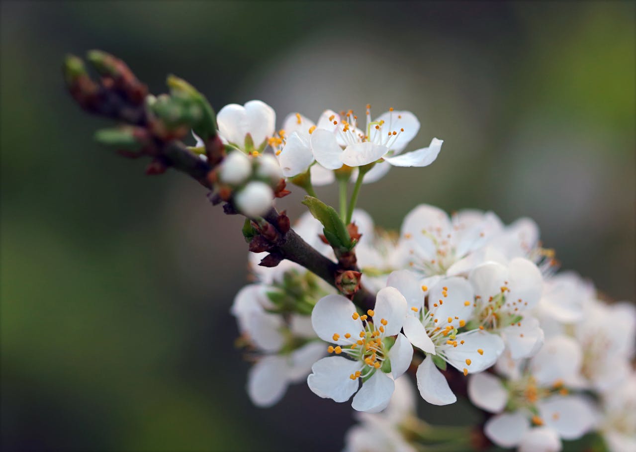 白い梅の花