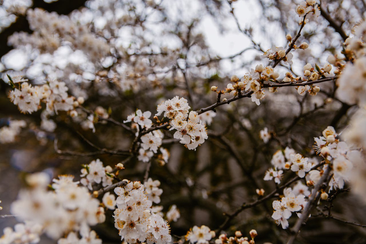 梅の花