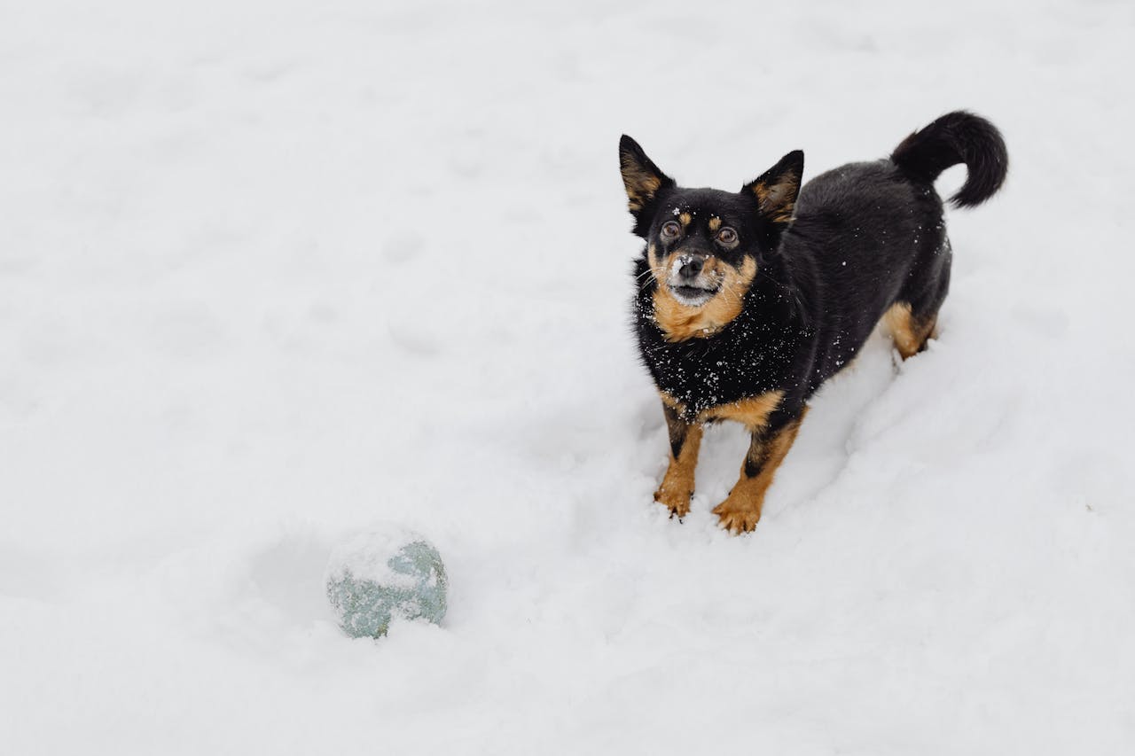 雪の中はしゃぐ犬