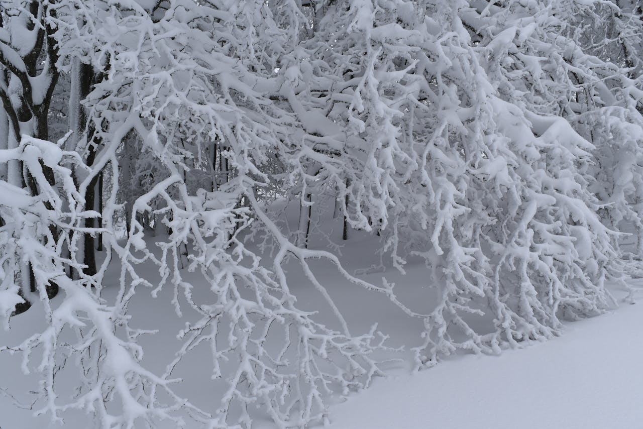 雪が積もった枝