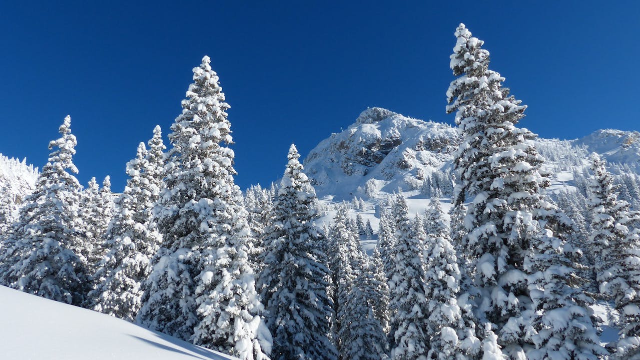 雪山の斜面と木々