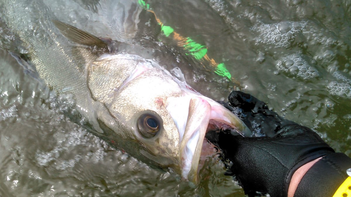 筆者が釣りあげたスズキ