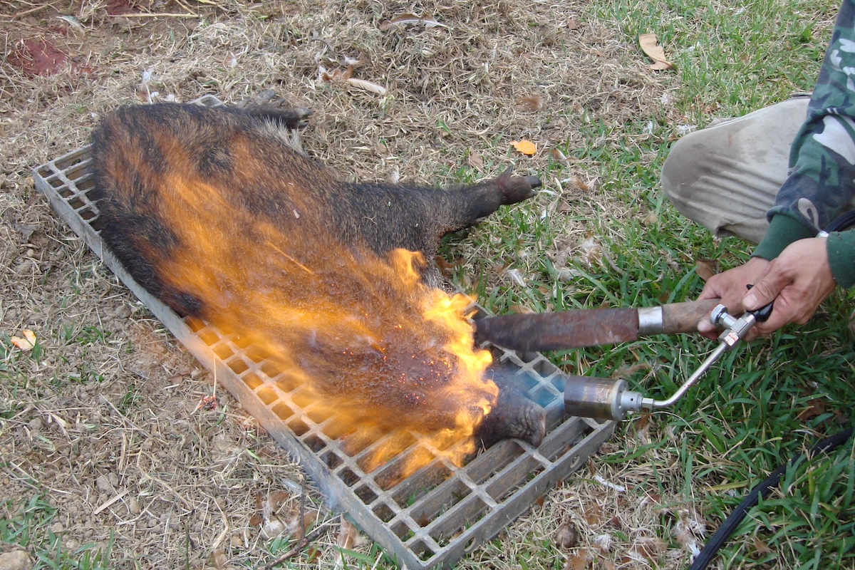 カマイを焼く