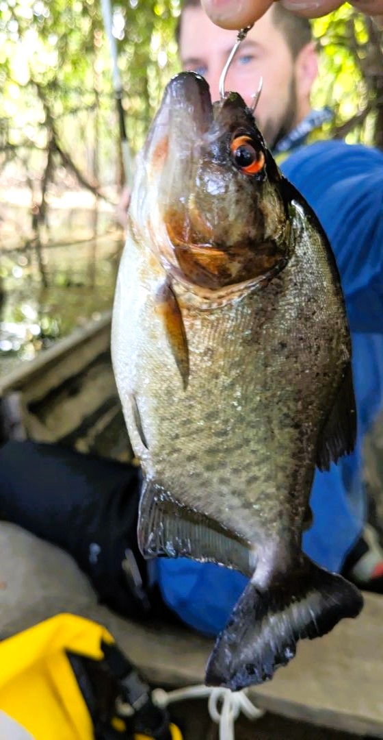 最初に釣れたピラニア