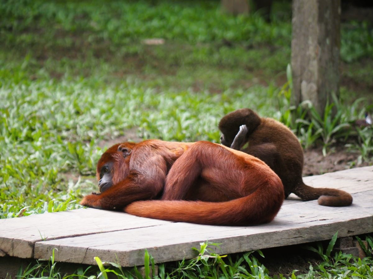 すっかりリラックスモードのサル