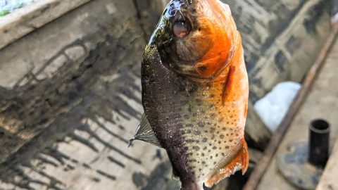 【佐藤ジョアナ玲子のアマゾン旅 vol.22】ピラニア釣りに挑戦するも、釣り場を移動するうちにアマゾン川で迷子に…