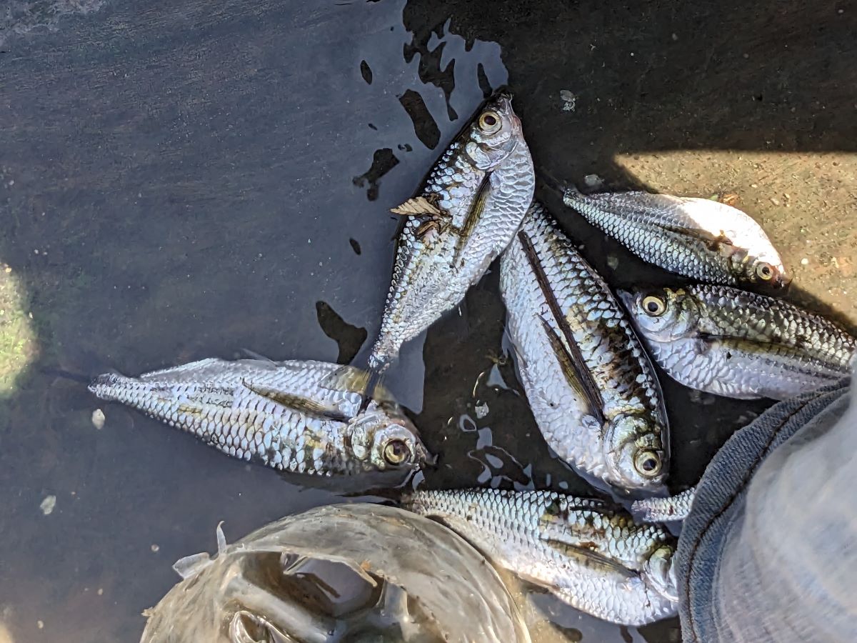 釣れた小魚