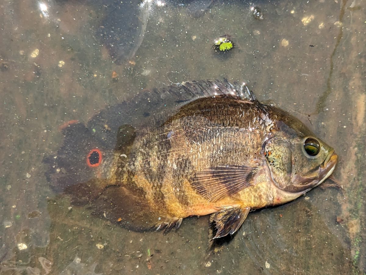 別の魚