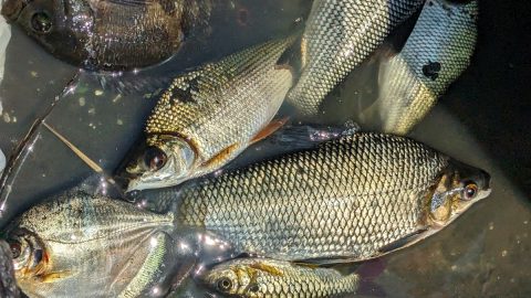 【佐藤ジョアナ玲子のアマゾン旅 vol.23】ブラジルのウミリトゥバ村で教わった「アマゾン流の魚釣り」