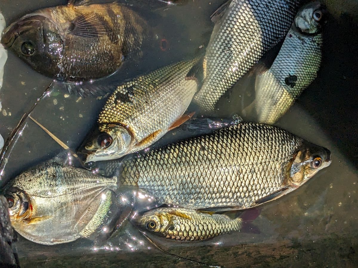 網で獲ったたくさんの魚