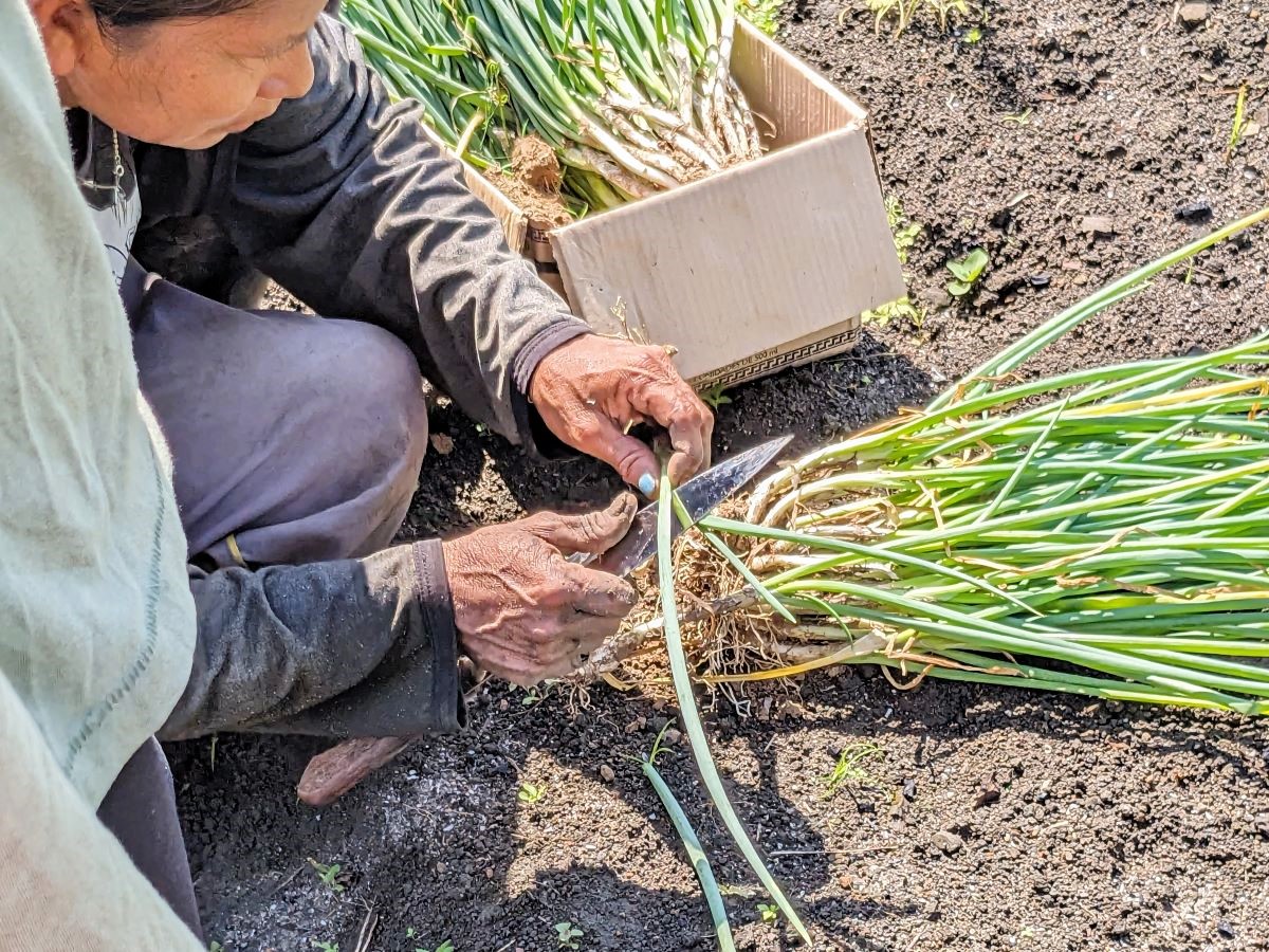 ネギがないなら植えればいいじゃない。