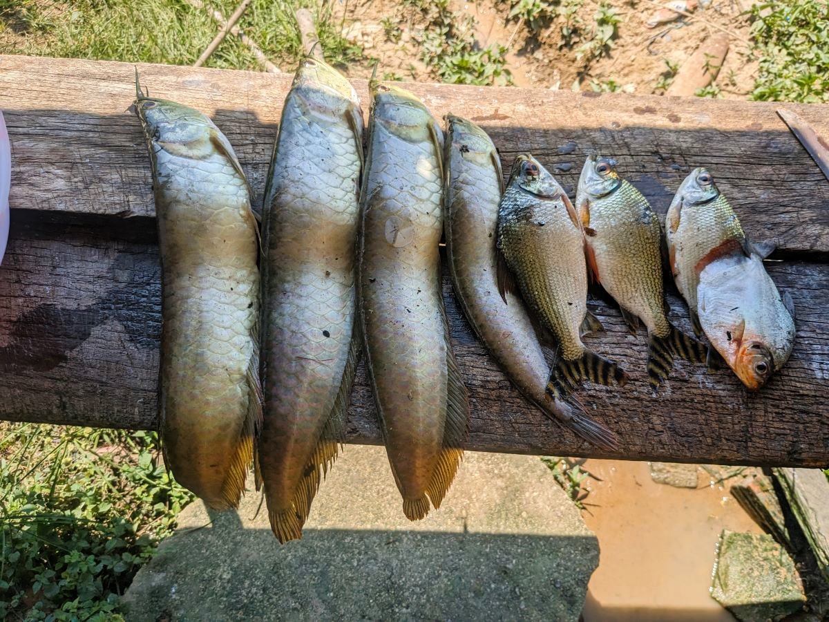 釣ったアロワナなどの魚