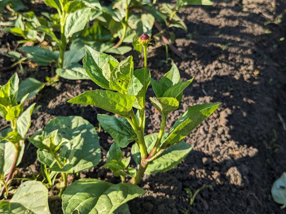 痺れる野菜ジャンブー