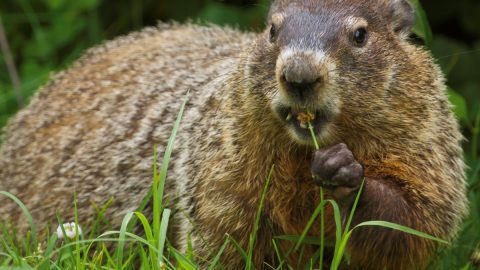 北米で冬の長さを占うとされる動物「グラウンドホッグ」とは？【動物ドッキリクイズ・その16】