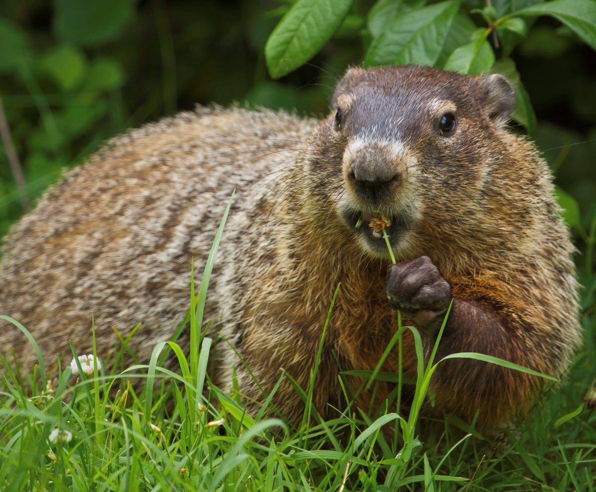 北米で冬の長さを占うとされる動物「グラウンドホッグ」とは？【動物ドッキリクイズ・その16】