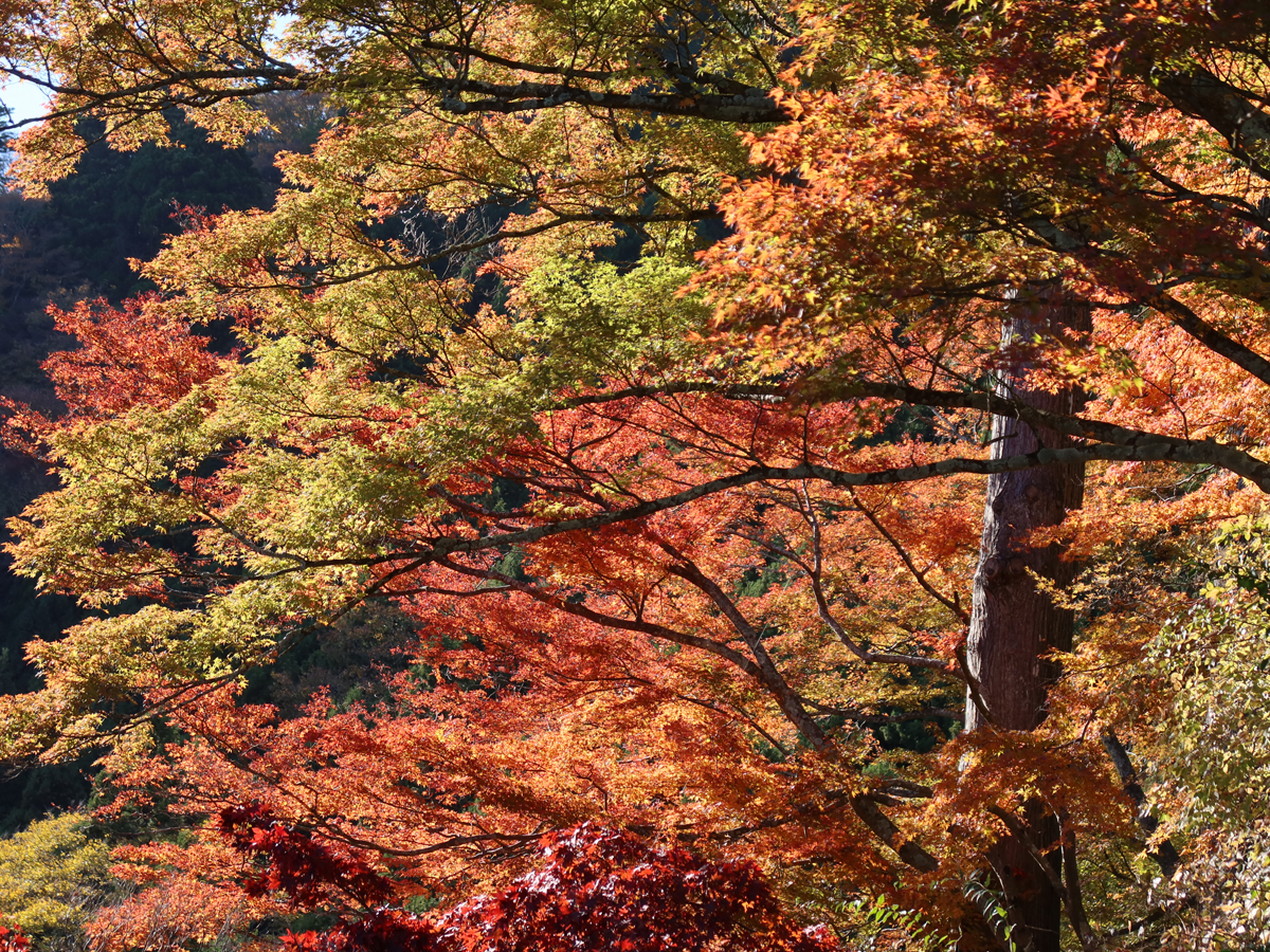 国井律子の平日ひとり旅。神奈川県の「大山」でトレッキングと今年最後の紅葉を堪能