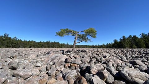 ワイルドでミステリアス！約2万年前の氷河期に形成された“アメリカ東海岸の岩石フィールド”を歩いてみた