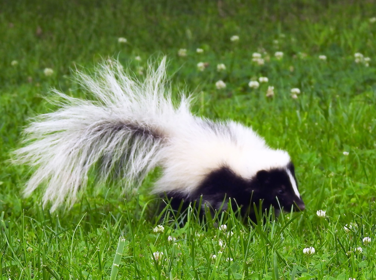 臭いで有名だけどかわいい！南北アメリカ大陸に分布するスカンクの実態【動物ドッキリクイズ・その19】