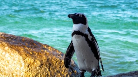 生息地はアフリカ大陸！希少な「ケープペンギン」の知られざる実態って？【動物ドッキリクイズ・その18】