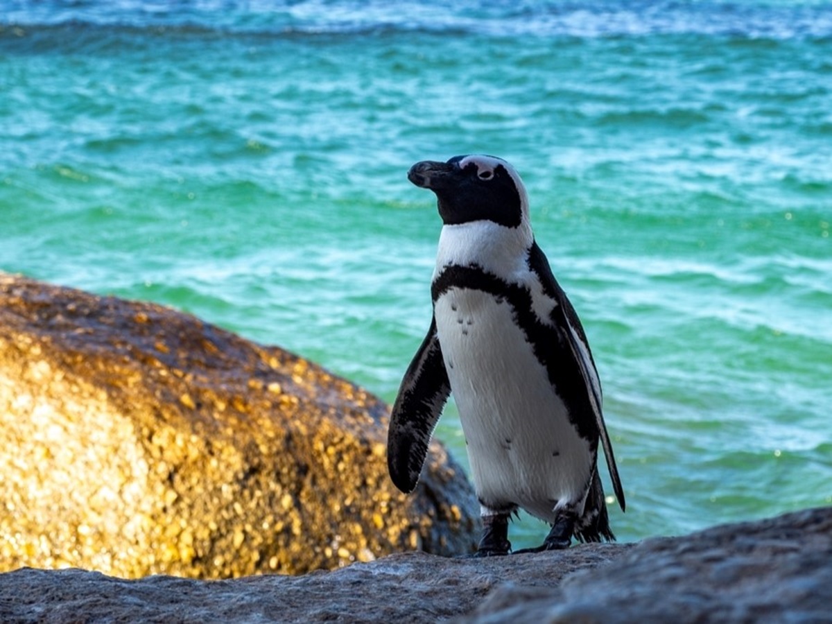 生息地はアフリカ大陸！希少な「ケープペンギン」の知られざる実態って？【動物ドッキリクイズ・その18】