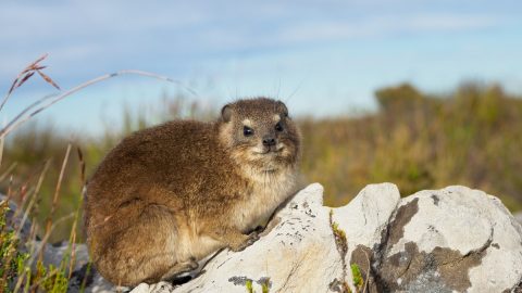 南アフリカで人気のダッシー（ケープハイラックス）って知ってる？【動物ドッキリクイズ・その17】