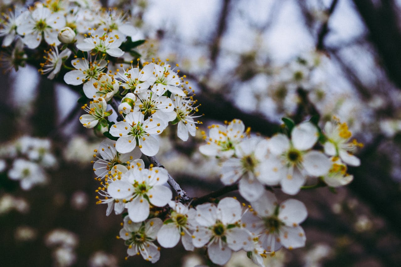 梅の花