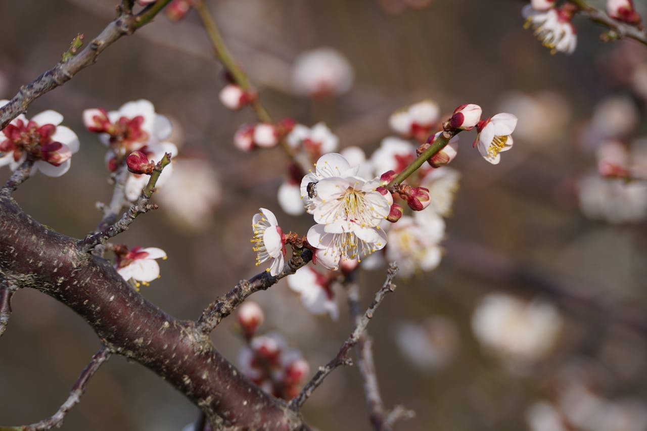 梅の花