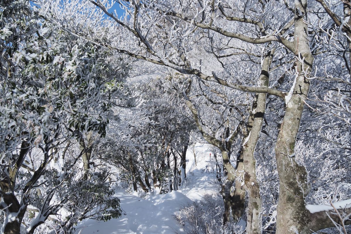 雪の登山道