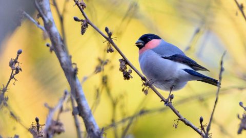 冬はバードウォッチングに最適！ヤマセミほか東京近郊・宮ケ瀬湖で出合える野鳥８種