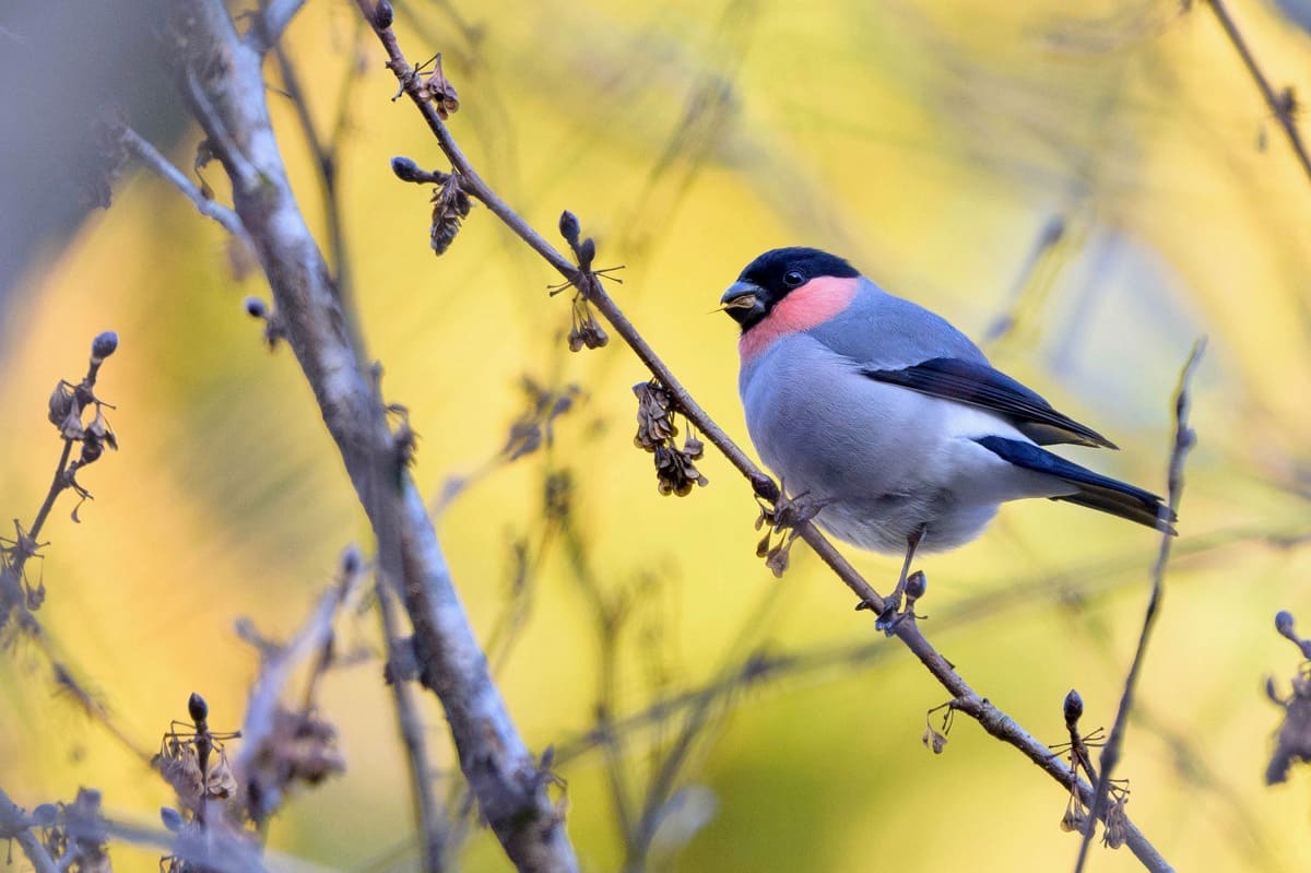 冬はバードウォッチングに最適！ヤマセミほか東京近郊・宮ケ瀬湖で出合える野鳥８種