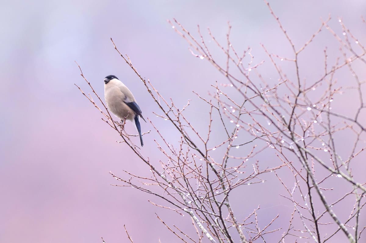 ウソ　野鳥写真（中村雅和撮影）