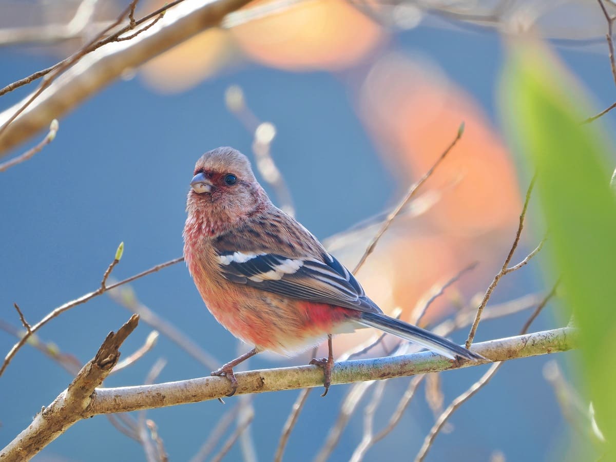 ベニマシコ　野鳥写真（中村雅和撮影）