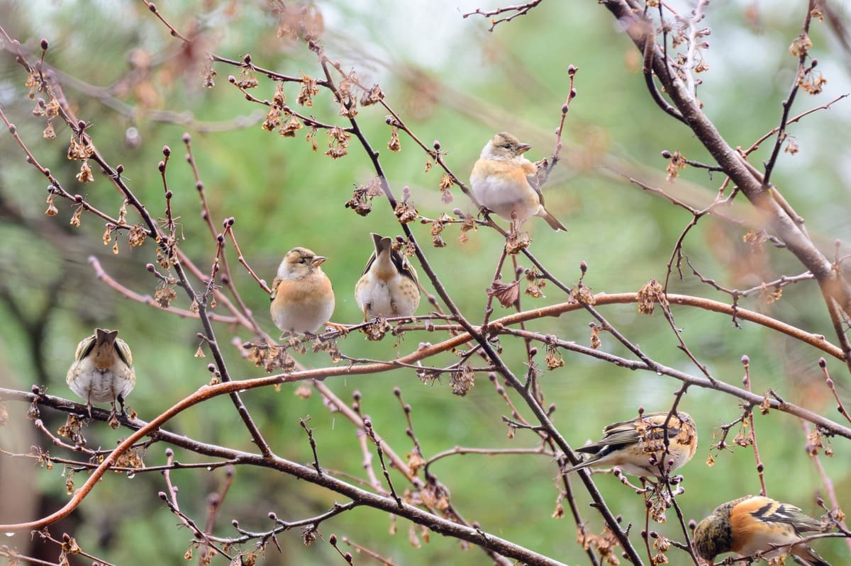 アトリ　野鳥写真（中村雅和撮影）