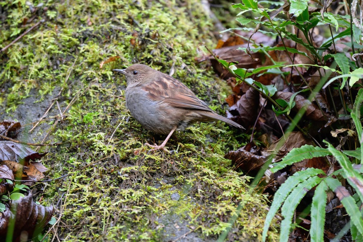 カヤクグリ　野鳥写真（中村雅和撮影）