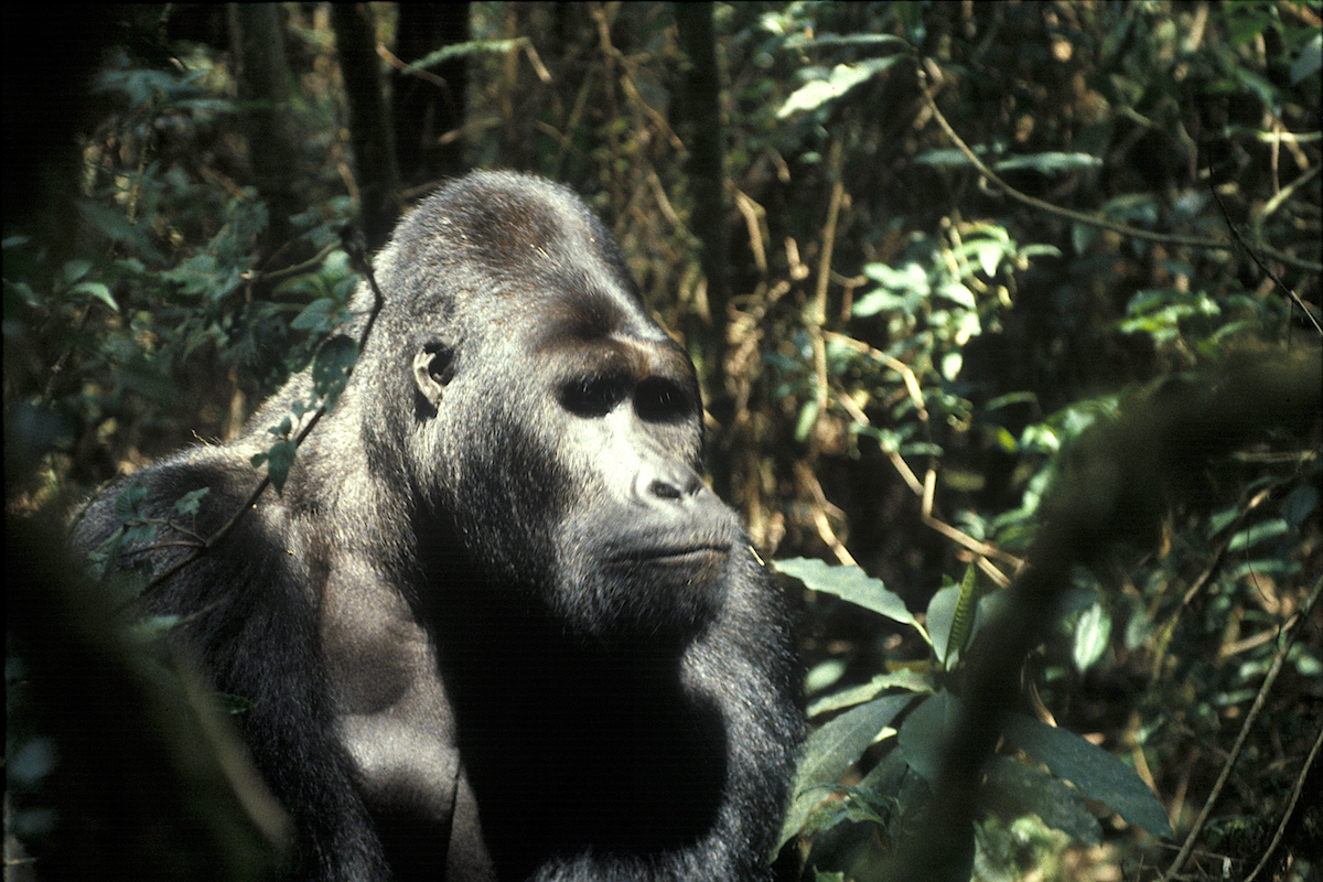 コンゴ民主共和国の魔都・キンシャサの食堂ではヤギ、ニシキヘビ、そしてザリガニも！