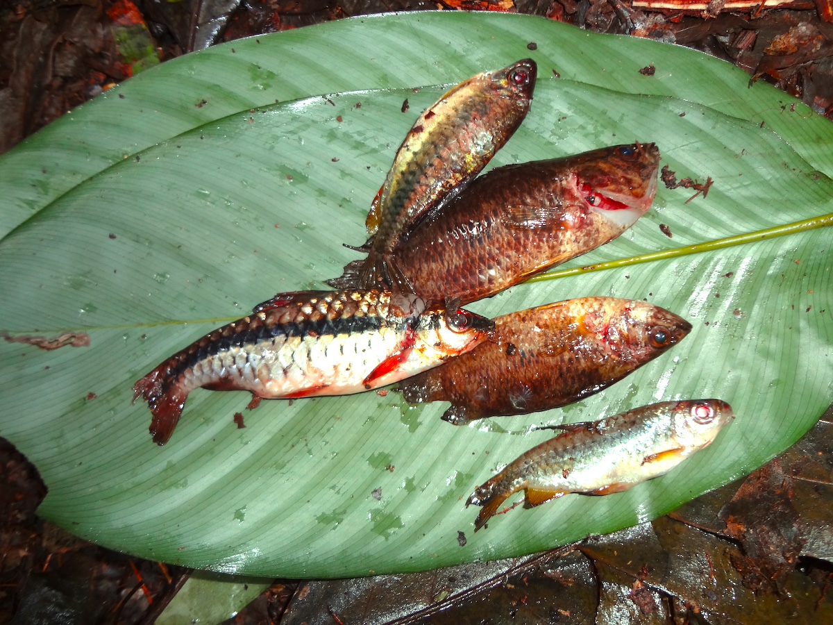 ワンバの掻い出し漁の小魚