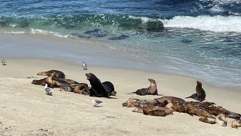 日本で絶滅したアシカがカリフォルニアで増えすぎている!?アザラシとの違いは？【動物ドッキリクイズ・その23】